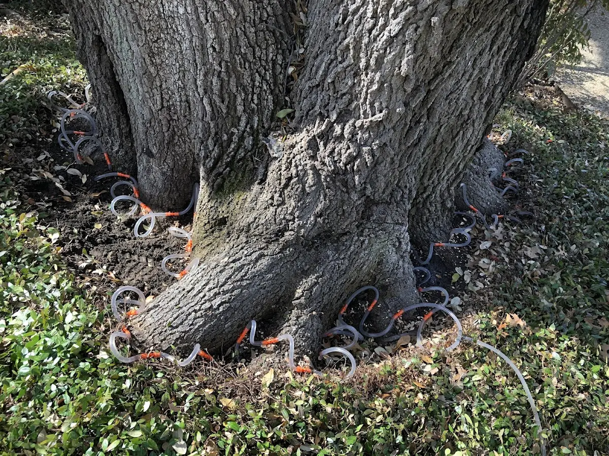 Detailed Tree Cabling and Bracing job site in Tremont